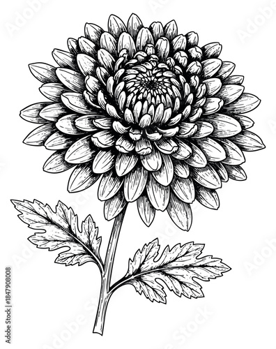 Dahlia flower illustration black and white line art
