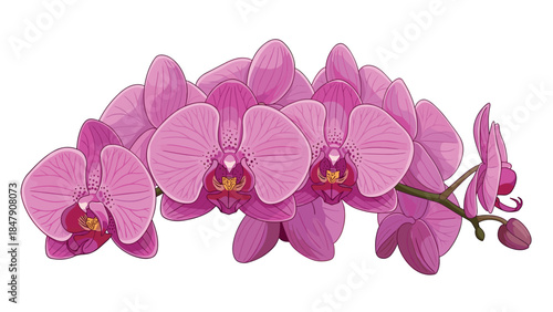 Vibrant pink phalaenopsis orchids bloom in a delicate arrangement, showcasing their intricate details and captivating beauty.
