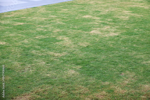Fotografie Some of the grass is brown