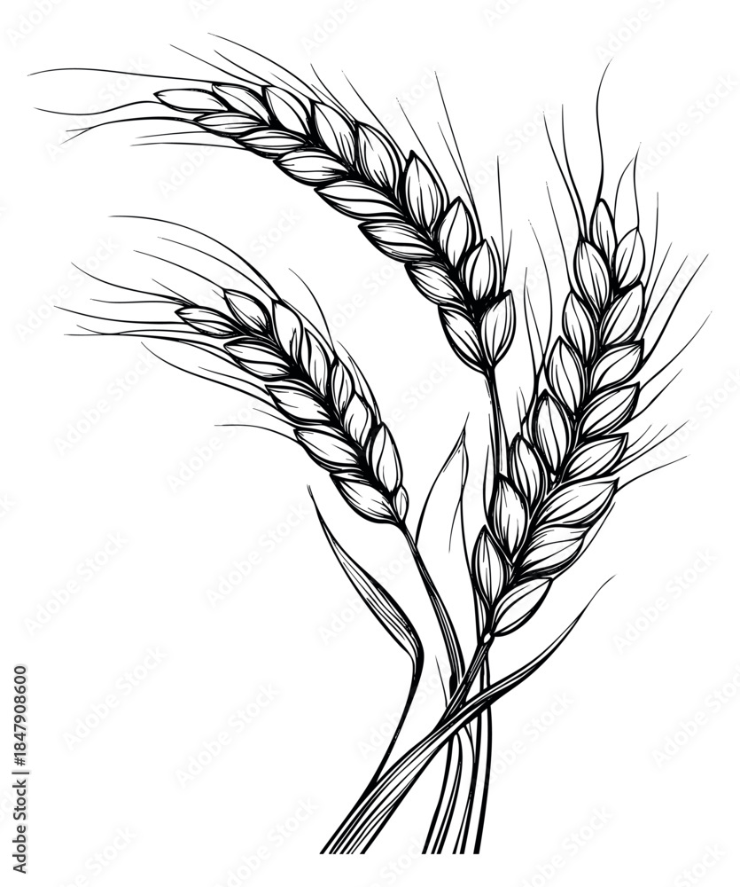 Obraz premium Wheat ear illustration set black and white line art