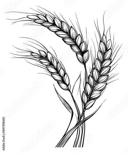 Wheat ear illustration set black and white line art