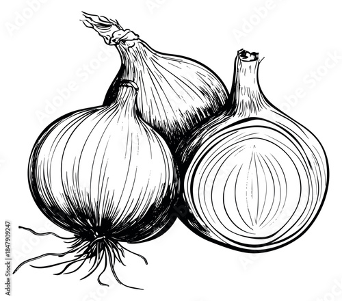 Vintage onion set with whole and sliced onion black and white line art