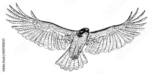 Falcon illustration black and white line art