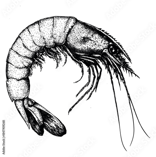Detailed shrimp illustration black and white line art