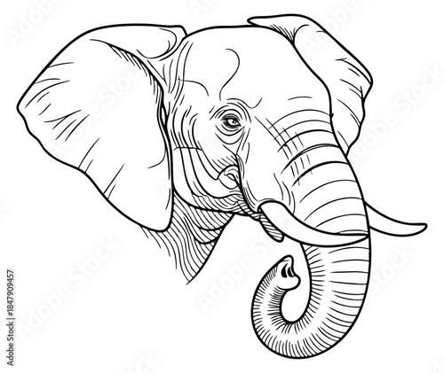 Elephant head illustration with trunk and tusks hand drawn outline illustration
