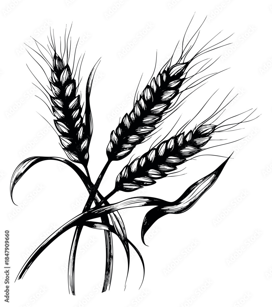 Fototapeta premium Vintage wheat set with ears and leaves hand drawn sketch