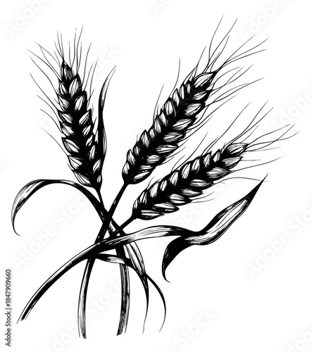 Vintage wheat set with ears and leaves hand drawn sketch