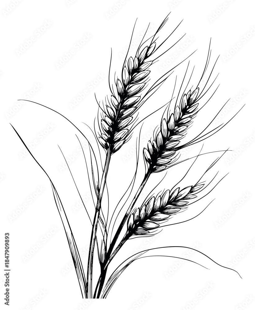 Obraz premium Wheat plant set with ears and stems hand drawn outline illustration