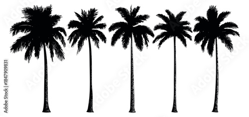 Simple palm tree set black and white line art