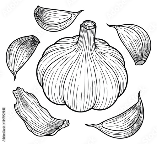 Vintage garlic set with bulb and cloves black and white line art