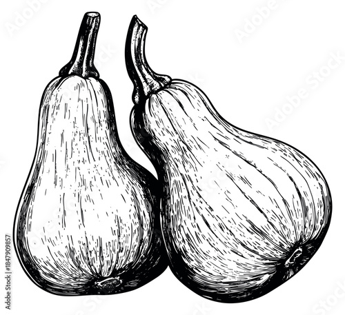 Vintage butternut squash illustration hand drawn sketch