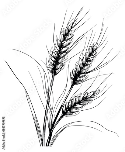 Wheat plant set with ears and stems hand drawn outline illustration