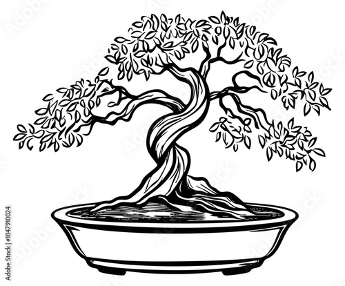 Vintage bonsai tree illustration with twisted trunk and leaves hand drawn outline illustration