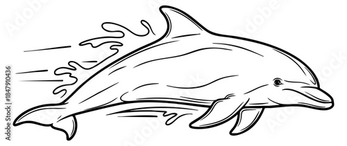 Dolphin illustration with water splash black and white line art