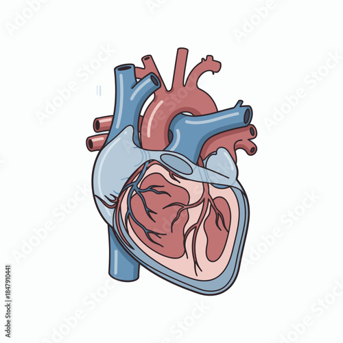 Vibrant stylized illustration of the human heart, depicting the complex anatomy of the cardiovascular system with intricate details for educational and health-related conceptual designs