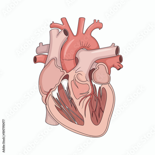 Detailed illustration of the human heart, showcasing its anatomy and chambers for medical or educational purposes