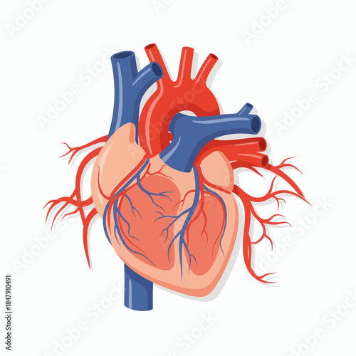 Illustration of a Human Heart with Arteries and Veins, a Symbol of Health and Life