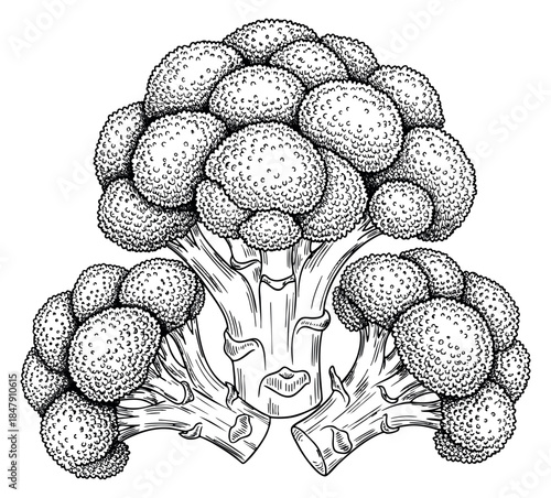 Broccoli vegetable set with florets and stems black and white line art