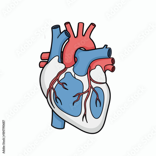 Illustration of a healthy human heart showing its internal structure and blood vessels with blue and red colors