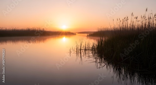 Warm sunrise illuminating misty wetland grasses