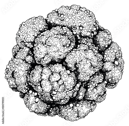 Cauliflower vegetable illustration black and white line art