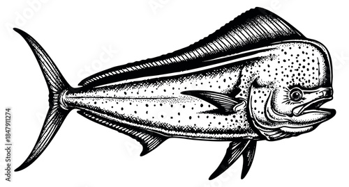 Vintage dorado fish illustration black and white line art