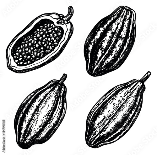 Vintage cacao pod set with whole and cut pods black and white line art