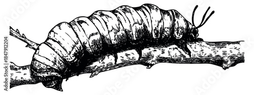 Vintage caterpillar on branch black and white line art