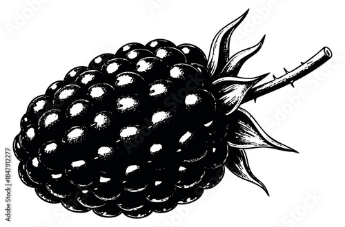 Blackberry fruit illustration black and white line art