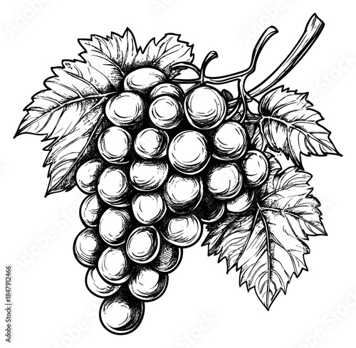 Grape bunch illustration with leaves hand drawn sketch
