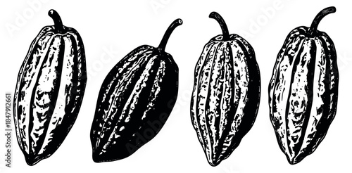 Vintage cacao pod set black and white line art
