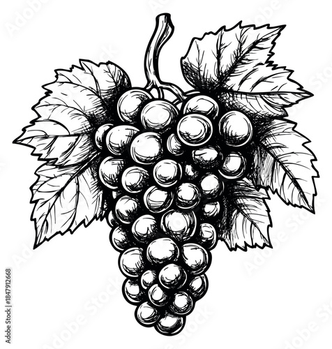 Grape bunch illustration with leaves hand drawn sketch