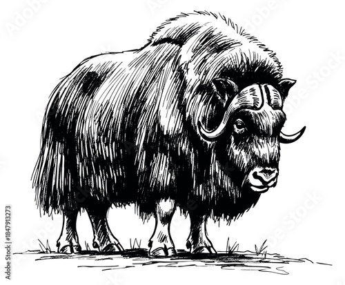 Hand drawn musk ox illustration