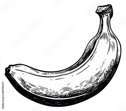 Banana fruit illustration black and white line art