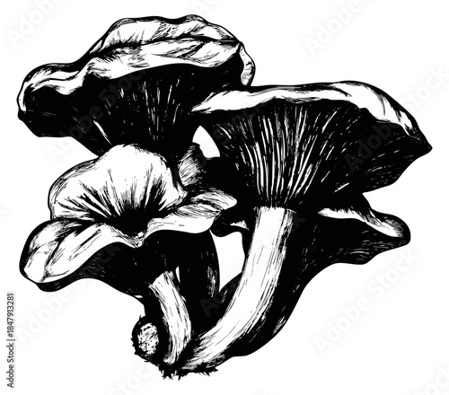 Mushroom set with chanterelle fungi hand drawn outline illustration