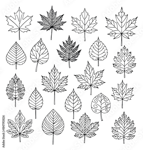 Simple leaf collection with different shapes black and white line art