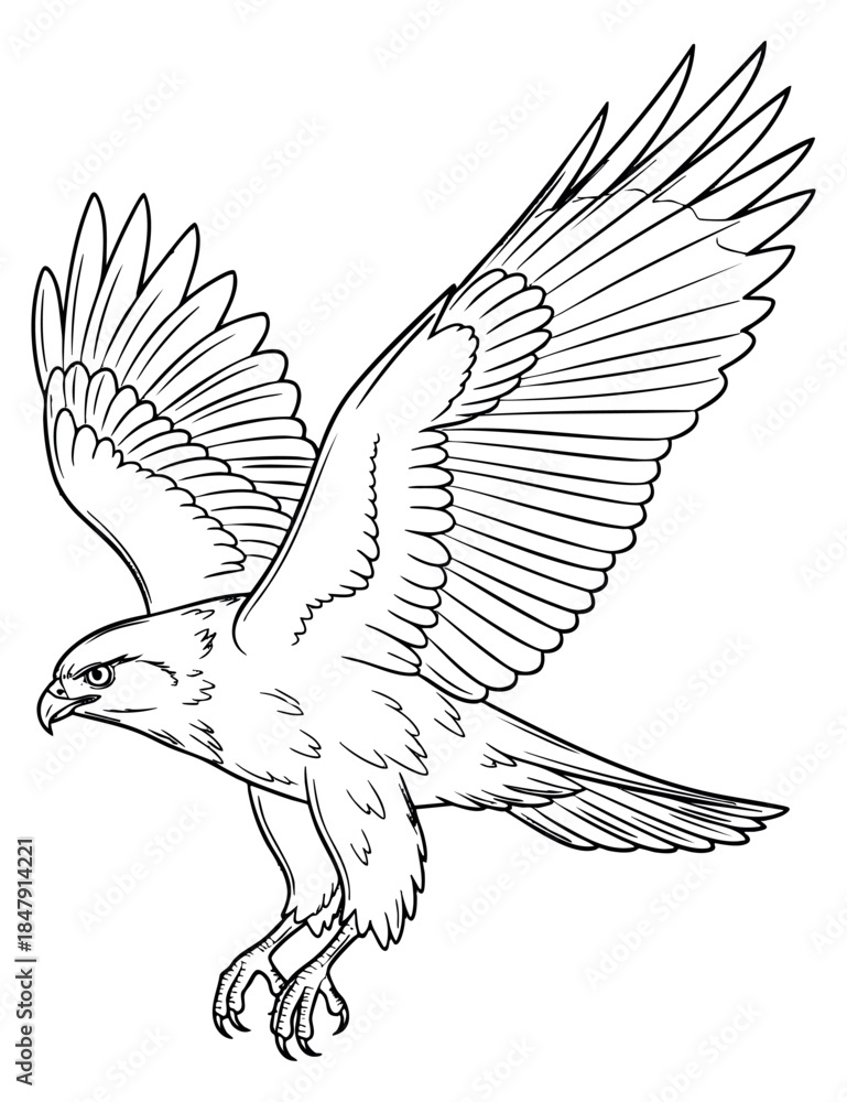 Fototapeta premium Falcon bird illustration with spread wings hand drawn outline illustration