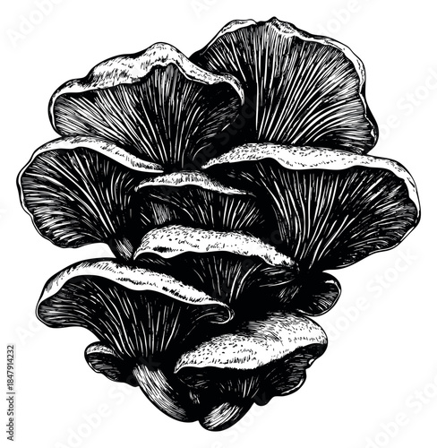 Vintage oyster mushroom illustration black and white line art