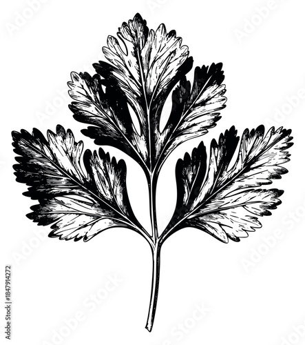 Vintage parsley leaf illustration black and white line art