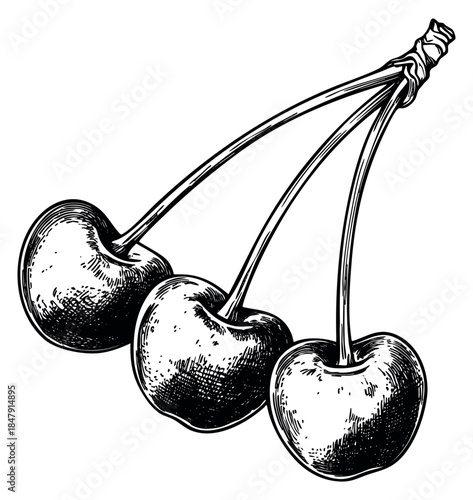 Vintage cherry set with stems hand drawn sketch