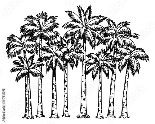 Palm tree set with tall trunks and broad leaves black and white line art