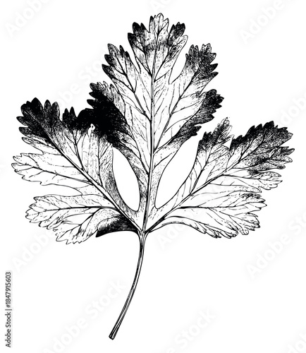 Simple parsley leaf illustration black and white line art