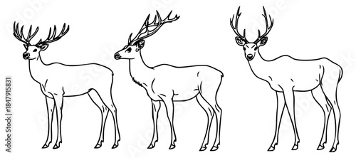 Deer icon set with three standing bucks black and white line art