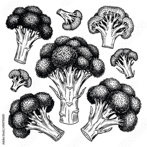 Broccoli vegetable set black and white line art