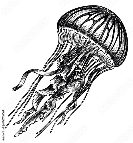 Vintage jellyfish illustration with bell and tentacles black and white line art