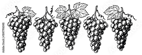 Vintage grape bunch icon set with leaves black and white line art