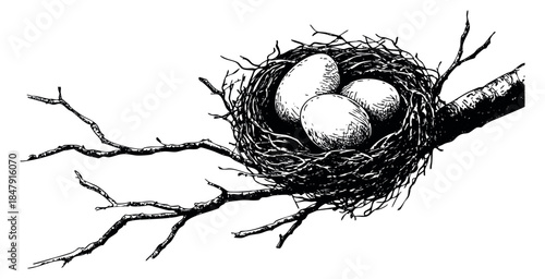 Vintage bird nest set with eggs on branch hand drawn outline illustration