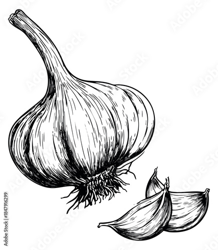 Garlic set with bulb and cloves hand drawn outline illustration