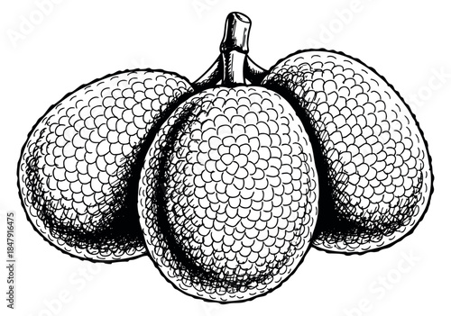 Hand drawn lychee fruit set black and white line art