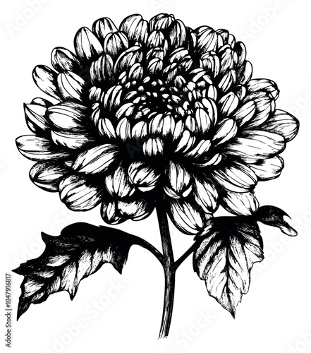 Vintage chrysanthemum flower illustration with leaves hand drawn sketch